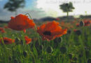 Remembrance Sunday 9th November 10.30am